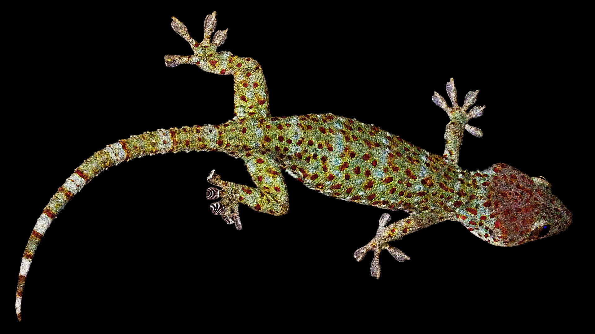 dlaczego gekon chodzi po szybie, jak gekon chodzi, wypustki na palcach gekona, gekony, animalistka.pl, animalistka, blog o zwierzętach, zoologiczny