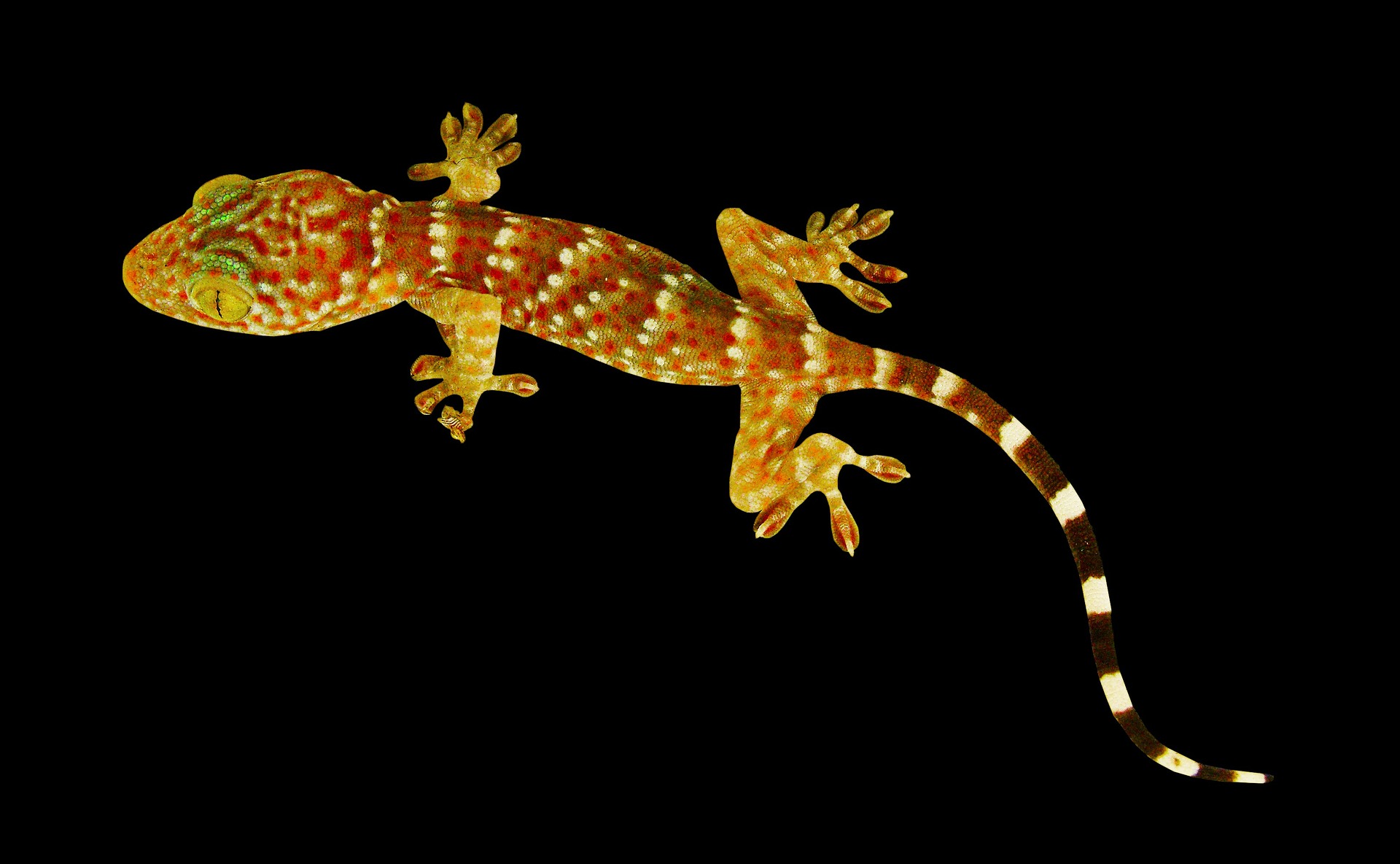 dlaczego gekon chodzi po szybie, jak gekon chodzi, wypustki na palcach gekona, gekony, animalistka.pl, animalistka, blog o zwierzętach, zoologiczny