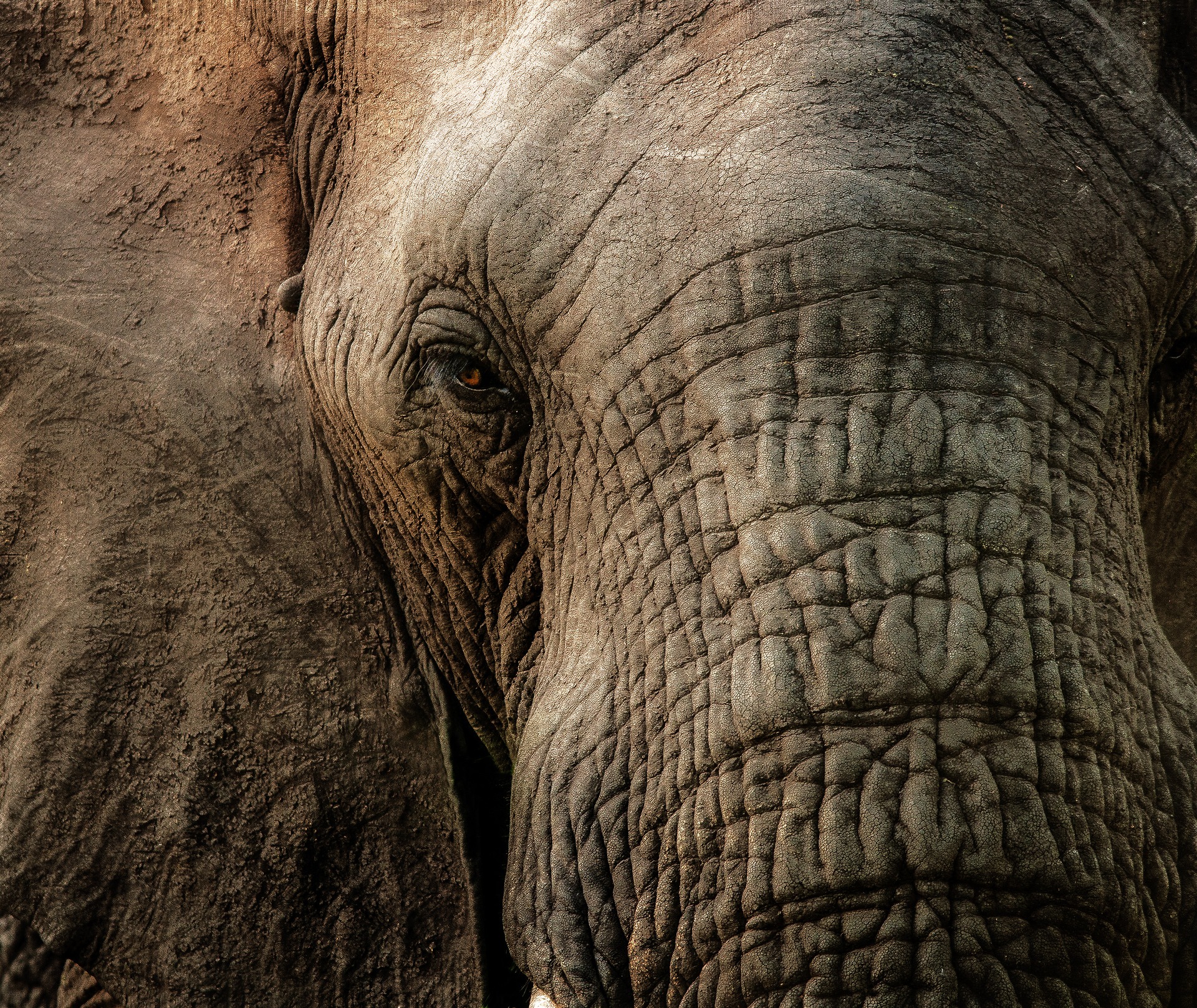dlaczego słoń ma zmarszczki, po co słoniom zmarszczki, budowa słonia, ile żyje, animalistka, animalistka.pl, blog o zwierzętach