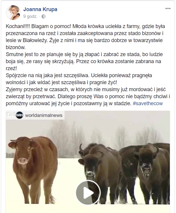 Krowa z żubrami, żubry, na gigancie, Puszcza Białowieska, uciekinierka, blog o zwierzętach, animalistka, animalistka.pl