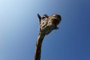 po co żyrafie długa szyja żyrafy żyrafa budowa ilość kości muzeum historii naturalnej w londynie natural history museum london blog o zwierzętach animalistka animalistka.pl