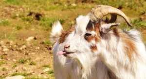 mdlejąca koza mdlejące kozy z tennessee fainting goats koza miotoniczna miotonia wrodzona rasa kóz blog o zwierzętach, animalistka, animalistka.pl