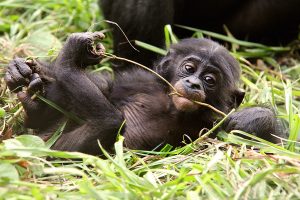 bonobo, szympans karłowaty, bonobo project, światowy dzień bonobo, małpa, małpy, naczelne, blog o zwierzętach, animalistka, animalistka.pl
