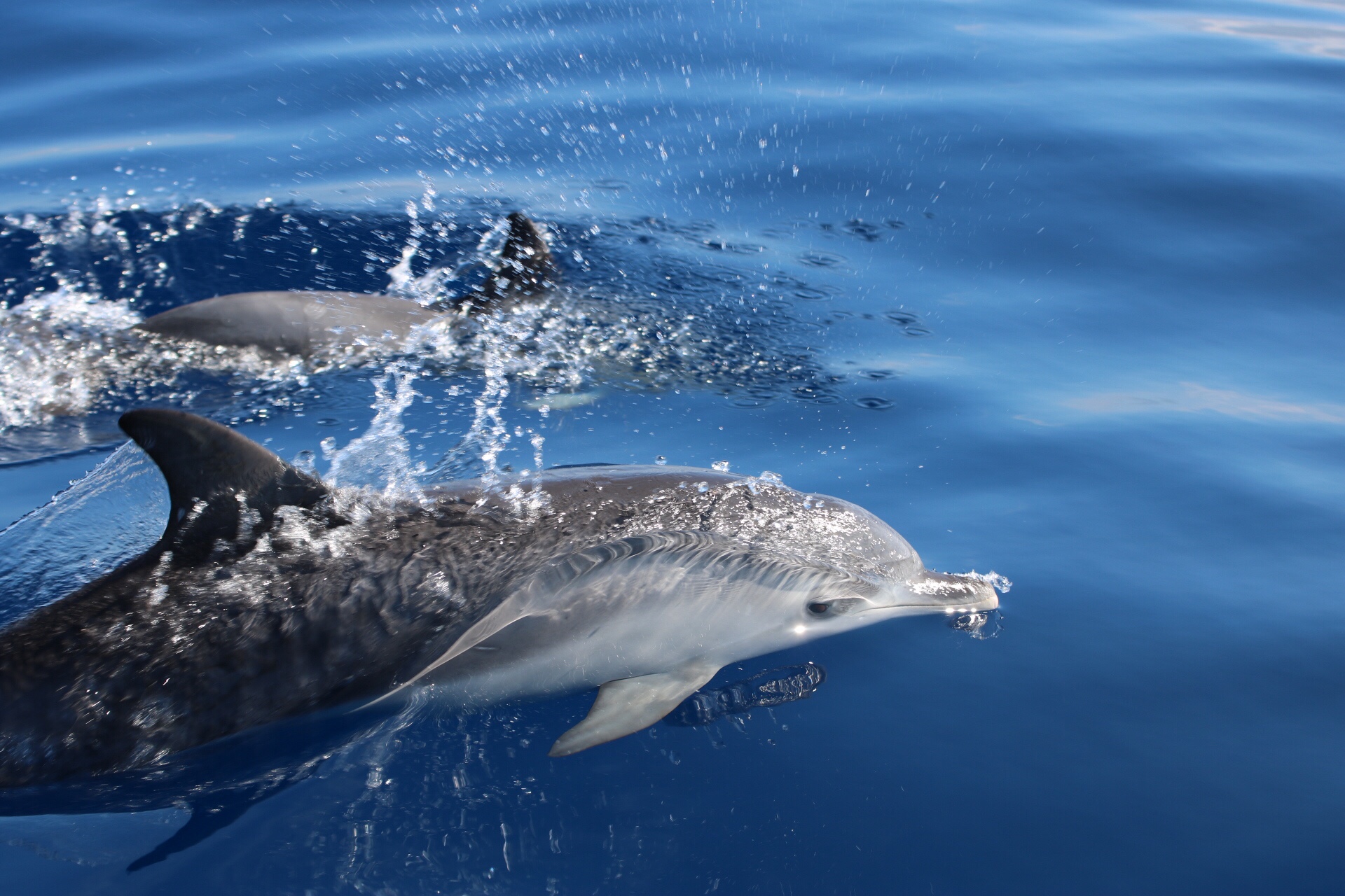 obserwacja delfinów, rejs na delfiny, ocean atlantycki, wycieczki statkiem teneryfa, los cristianos, blog o dzikich zwierzętach, animalistka.pl