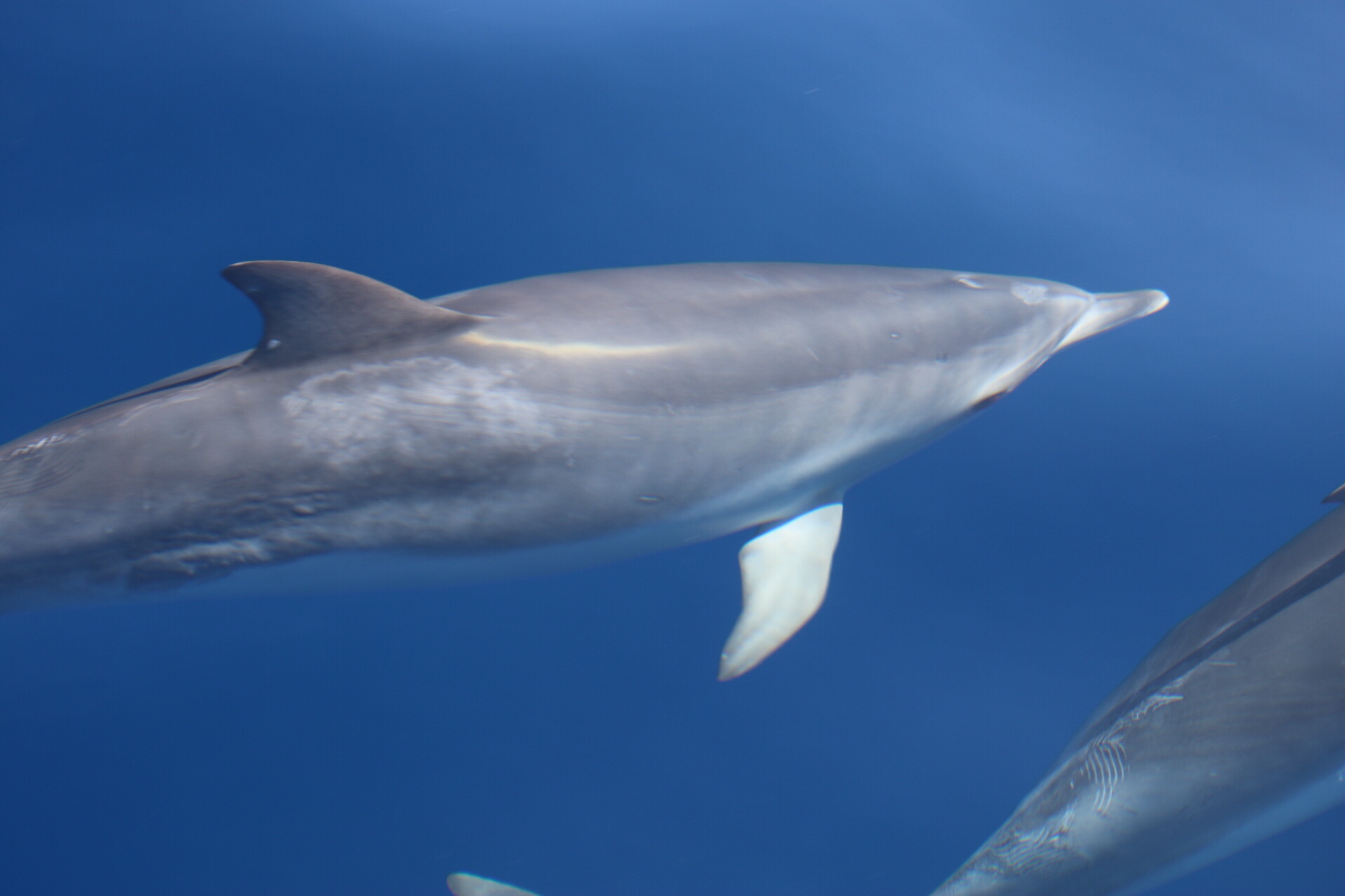 obserwacja delfinów, rejs na delfiny, ocean atlantycki, wycieczki statkiem teneryfa, los cristianos, blog o dzikich zwierzętach, animalistka.pl
