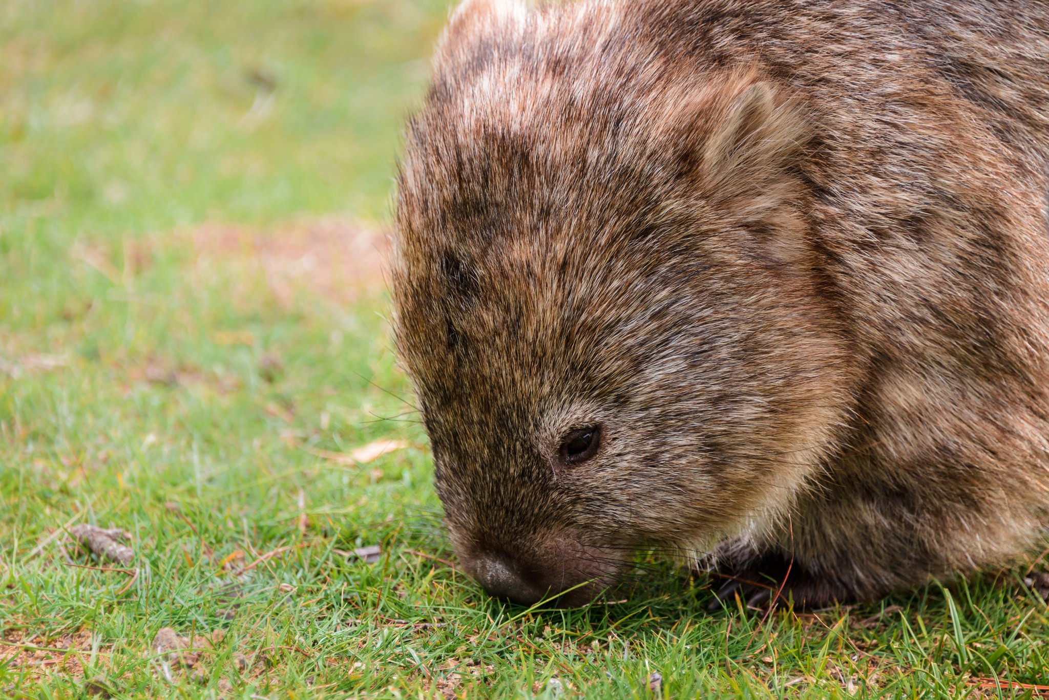 wombat, kwadratowa kupa, torbacz, australijskie zwierzęta, blog o dzikich zwierzętach, animalistka.pl