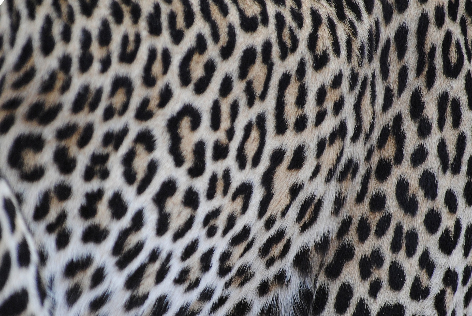 czyje to cętki, lampart, jaguar, gepard, jak rozpoznać cętki, wzór w panterkę, panterka, blog o dzikich zwierzętach, animalistka.pl, animalistka