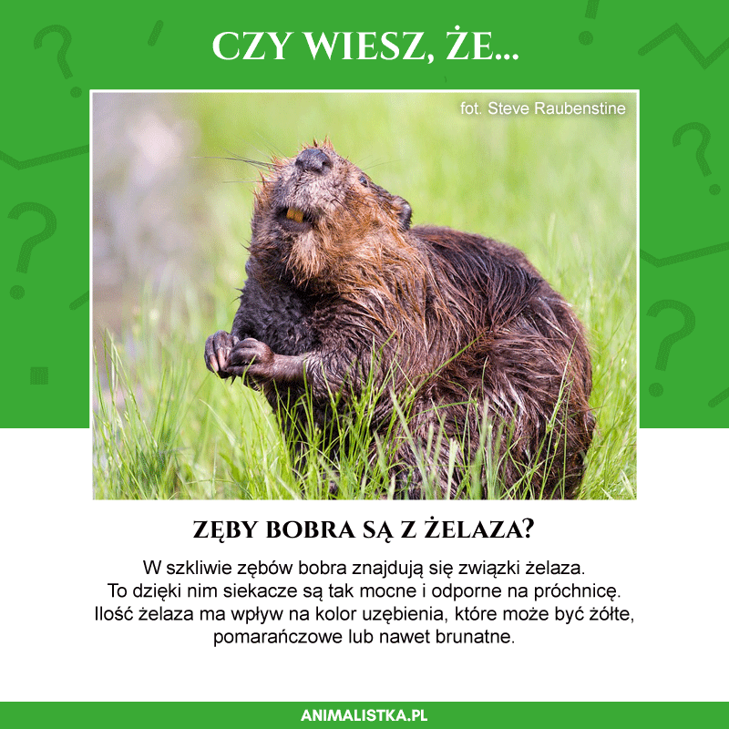 ciekawostki o bobrach, bobry, żeremia, jak żyją, jak budują, zęby bobrów, blog o dzikich zwierzętach, animalistka, animalistka.pl
