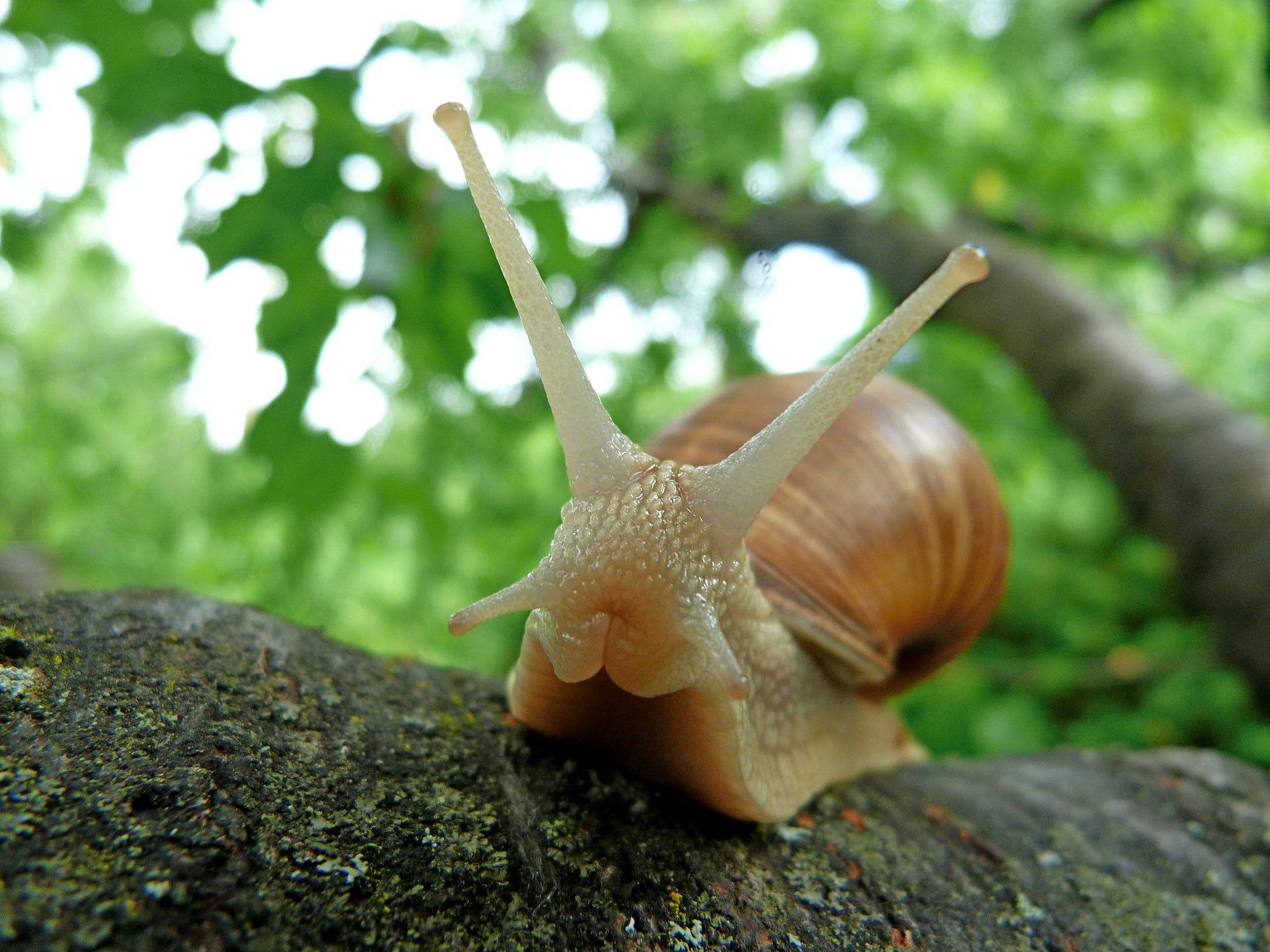 jak ślimak buduje muszlę, skąd ślimaki mają muszle, po co ślimakom muszla, blog o dzikich zwierzętach, blog przyrodniczy, o przyrodzie, animalistka, animalistka.pl
