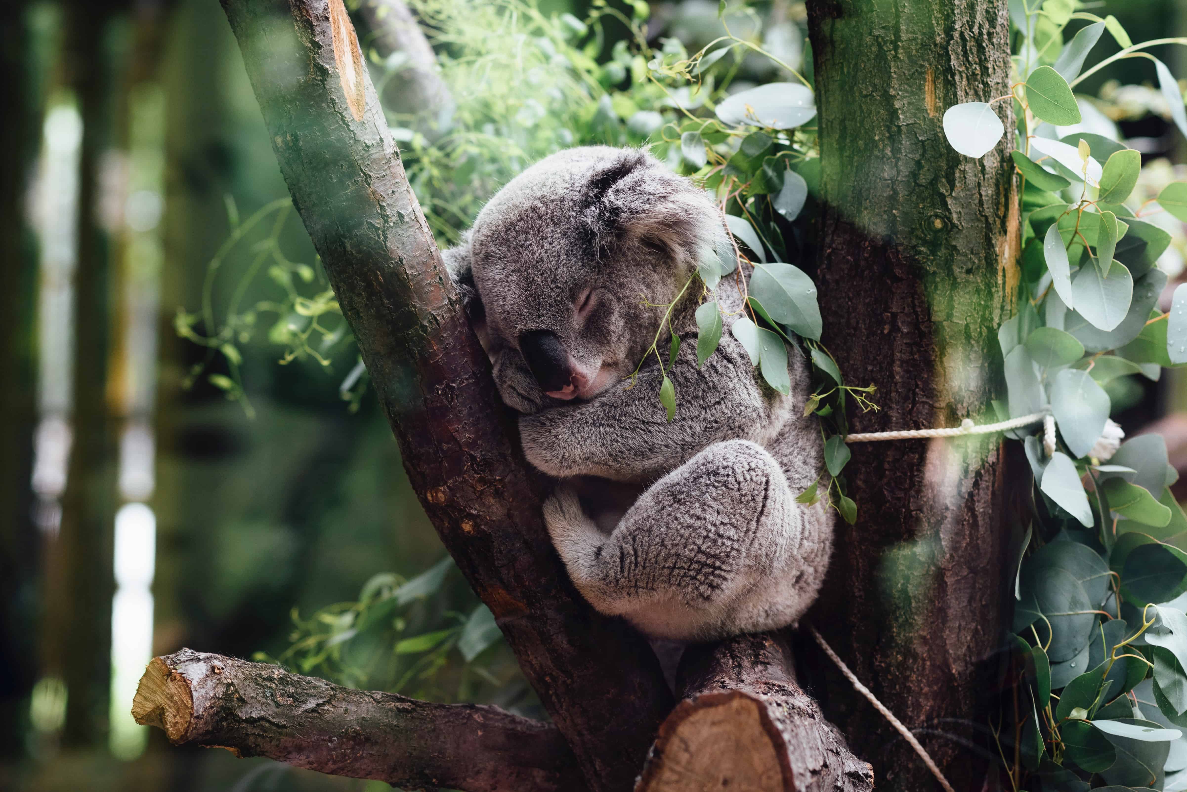 czy koala jest pijany, na haju, co koala je, dlaczego koala tuli się do drzew, miś koala, blog o zwierzętach, o przyrodzie, animalistka.pl, animalistka