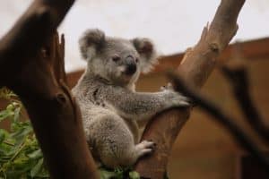 czy koala jest pijany, na haju, co koala je, dlaczego koala tuli się do drzew, miś koala, blog o zwierzętach, o przyrodzie, animalistka.pl, animalistka