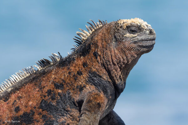 legwan morski, marine iguana, pływająca jaszczurka, nurkująca jaszczurka, blog o zwierzętach, blog o przyrodzie, przyrodniczy